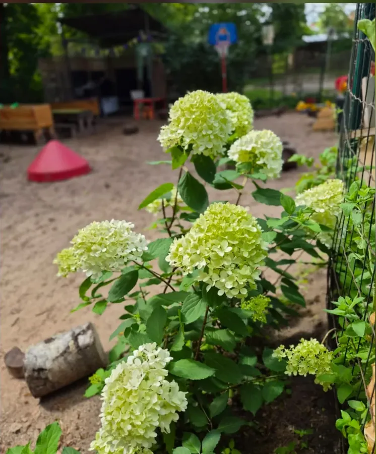 Hortenzijas zied pagalma malā